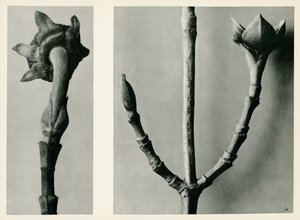 Zonder titel studie, 1929